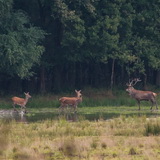 Red deer rut